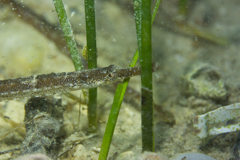 Syngnathus abaster e Syngnathus typhle